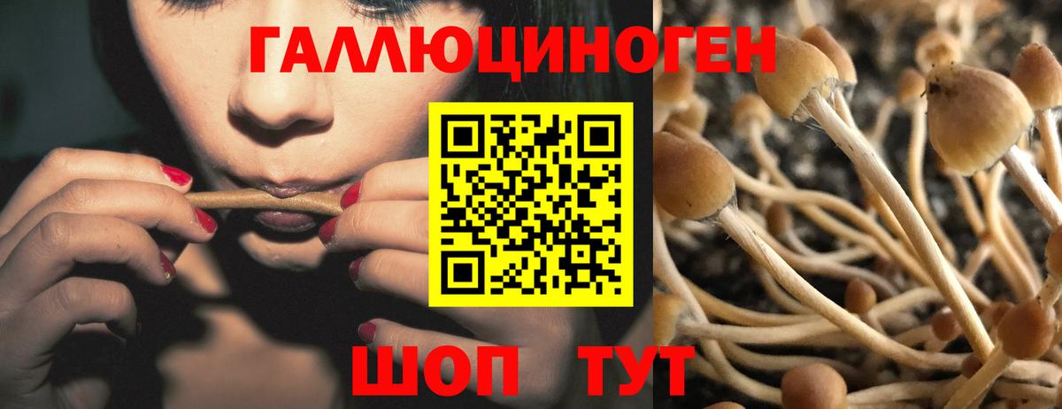 Псилоцибиновые грибы Cubensis  Вход с VPN  Североморск 